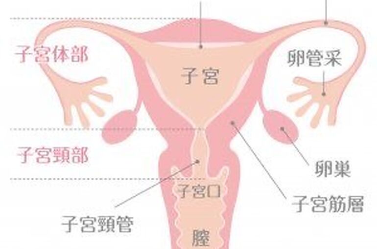 子宮